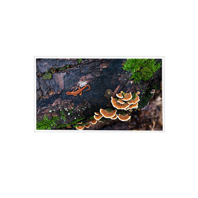 قیمت خوب 15.6 اینچ 1920*1080 PT156FHM-N10 eDP صفحه نمایش صفحه نمایش LCD 30 پین آنلاین