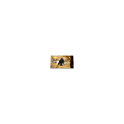 قیمت خوب 5.0 اینچ P50AN3AP02 600*234 240 cd/m2 صفحه نمایش LCD آنلاین