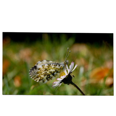 قیمت خوب LM270WQB-SSA1 ماژول صفحه نمایش LCD 27.0 اینچی 2K 240hz IPS برای AW2721D آنلاین