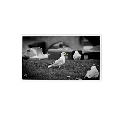 قیمت خوب 1200*1920 QV080WUM-N40 8.0 اینچ صفحه نمایش LCD برای پد تبلت آنلاین
