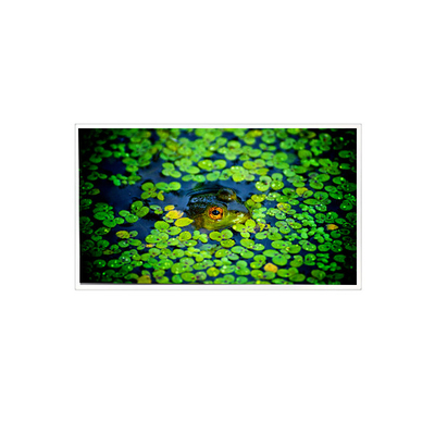 قیمت خوب 1920*1080 QV215FHB-N51 21.5 اینچ صفحه نمایش LCD برای صنعتی آنلاین