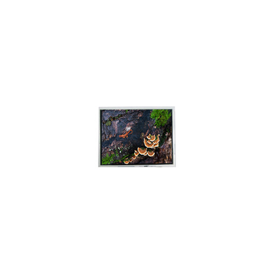 قیمت خوب ماژول جدید صفحه نمایش LCD WLED 3.0 اینچی 30WQF0H 240*400 5S1P آنلاین