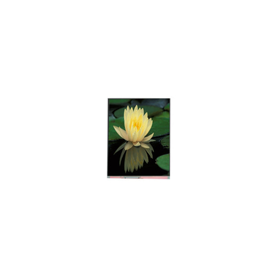 قیمت خوب 1080*1920 PP060IC-01D 6.0 اینچ 1000:1 صفحه نمایش LCD آنلاین